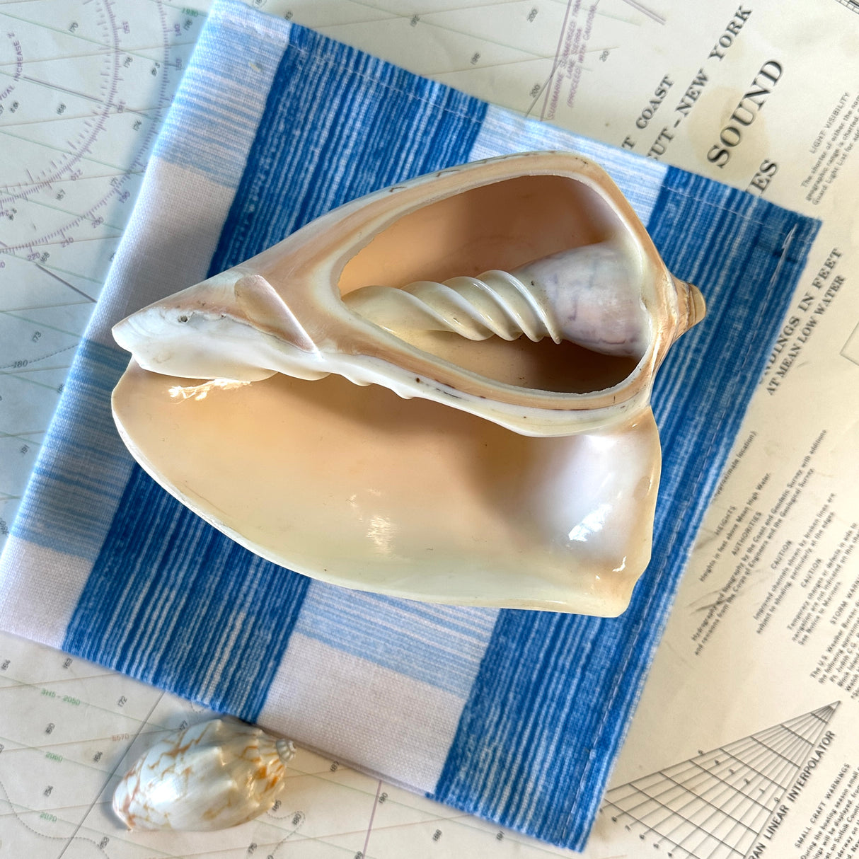 Shells Decorative Object