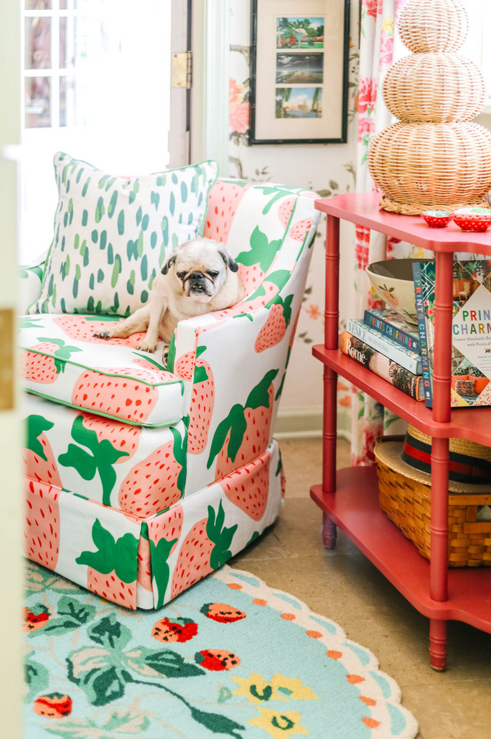 A pug dog sitting on a strawberry fabric covered chair by Madcap Cottage. 