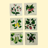 Fruit and Vegetable Vintage Italian Plates, Set of 6