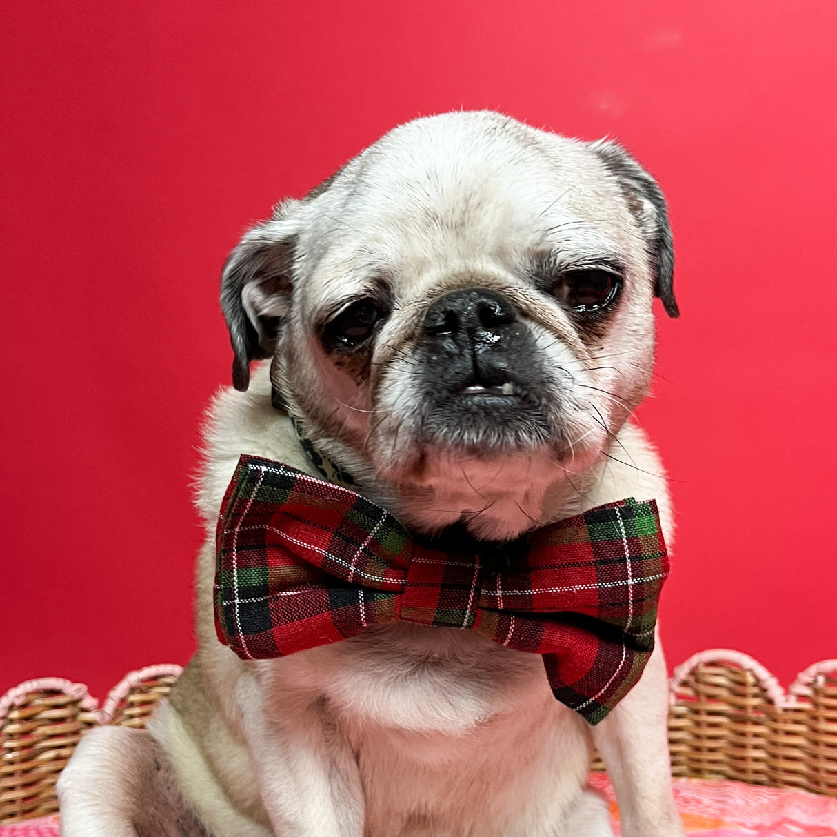 Weenie the pug looking ravishing in a tartan bow tie