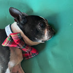 the Royal Stewart Red and Green dog bow tie is work by a cute black puppy on a green background