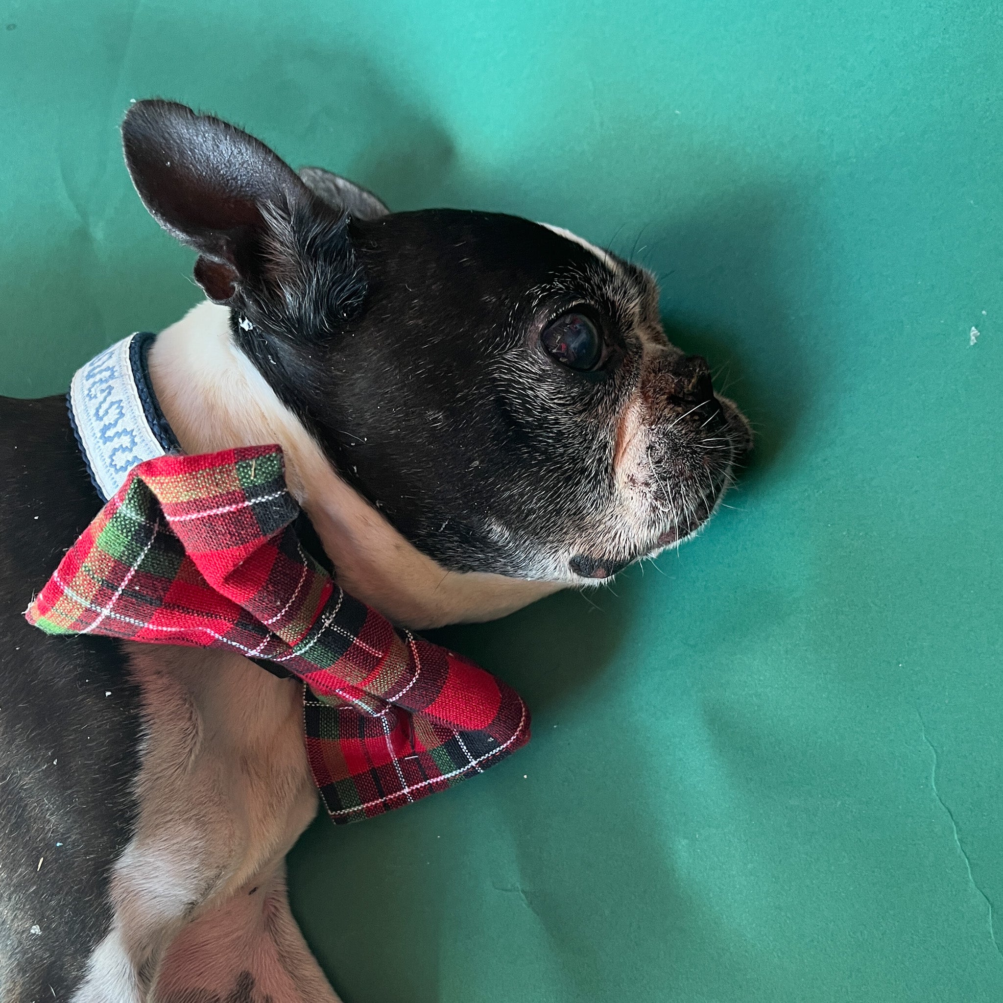 the Royal Stewart Red and Green dog bow tie is work by a cute black puppy on a green background