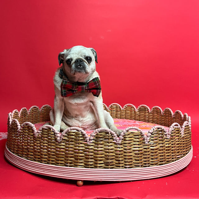 A round rattan dog bed with a pug dog sitting in it. 