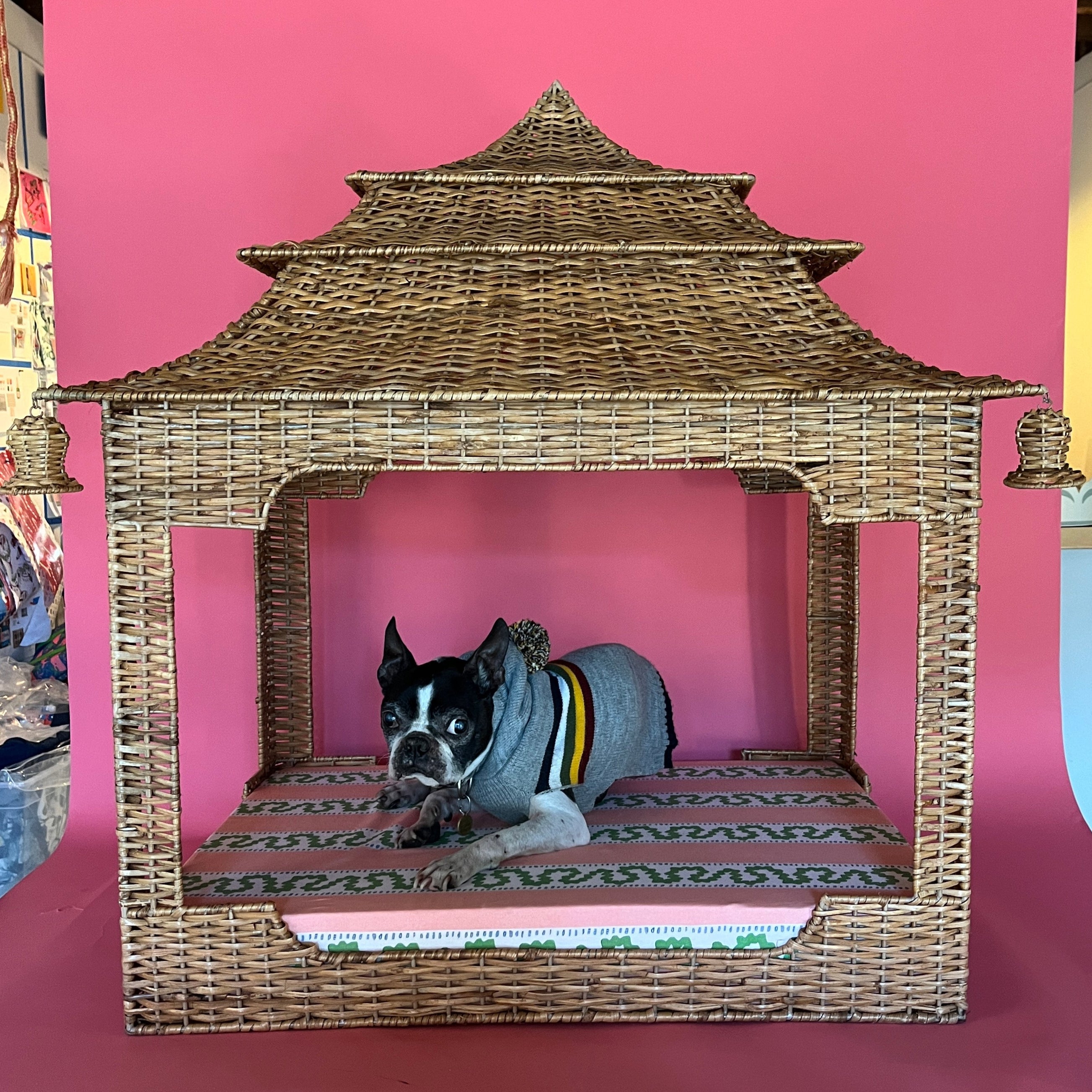 a black french boxer dog lying on a rattan pagoda dog bed