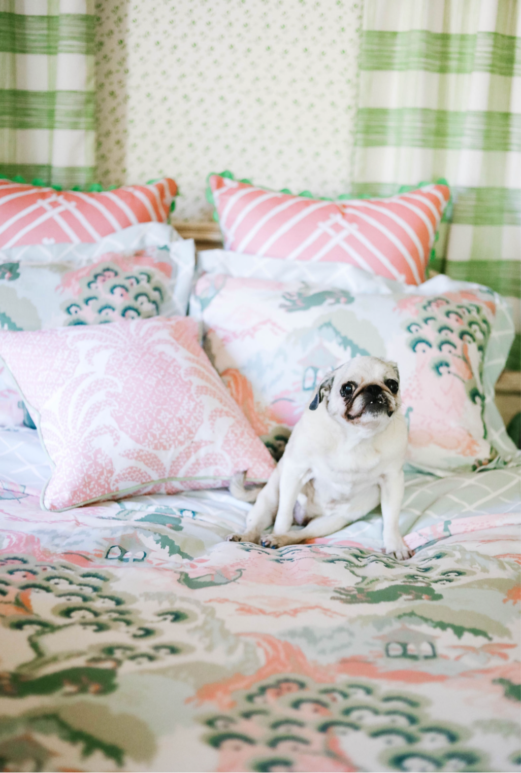 A white pug dog sitting on pink and green chinoiserie bedding from madcap cottage