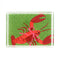 Rock Lobster is a rectangular acrylic tray with a green base and a large orange lobster motif from madcap cottage