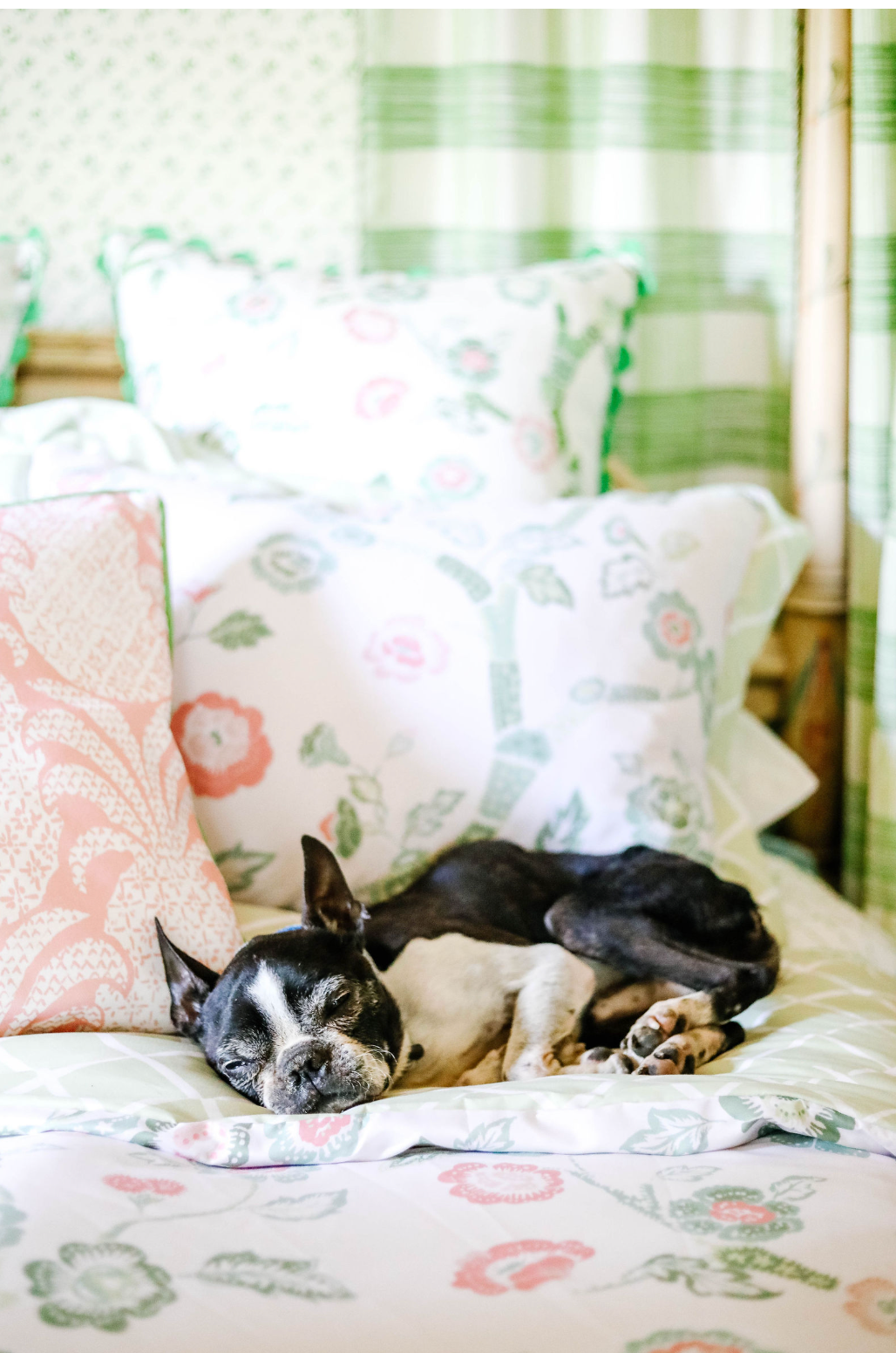 A black and white dog sleeping on pink and green chinoiserie bedding from Madcap Cottage 