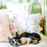 A black and white dog sleeping on pink and green chinoiserie bedding from Madcap Cottage 