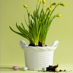 a white vintage italian ceramic basket planter filled with daffodils