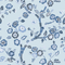 A blue and white chinoiserie fabric featuring blue cherry blossom motifs on a blue background.